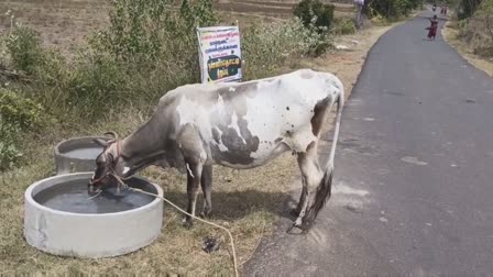 தண்ணீர் அருந்தும் கால்நடைகளின் புகைப்படம்