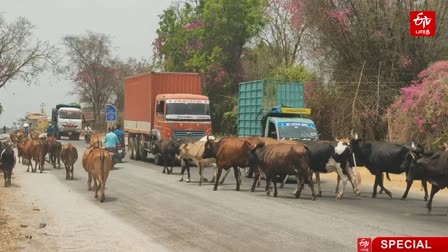 உணவின்றி சாலையில் மாடுகள் சுற்றித்திரியும் புகைப்படம்