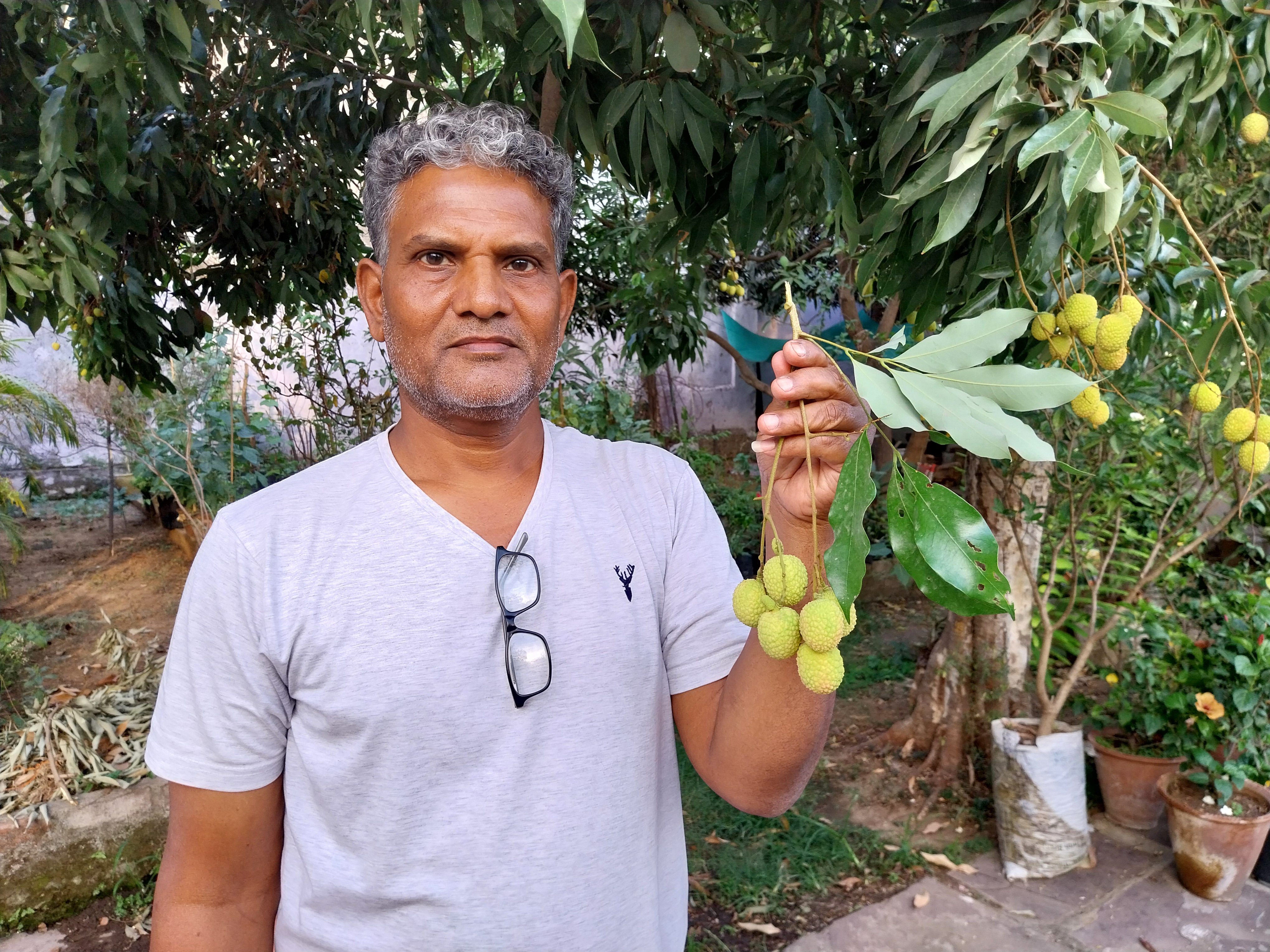 Litchi cultivation in Jabalpur