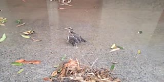MIGRATORY BIRDS DYING IN STORM