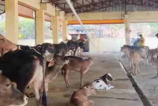 Indore rau unique Gaushala