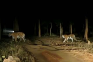 umaria Bandhavgarh Tiger Reserve