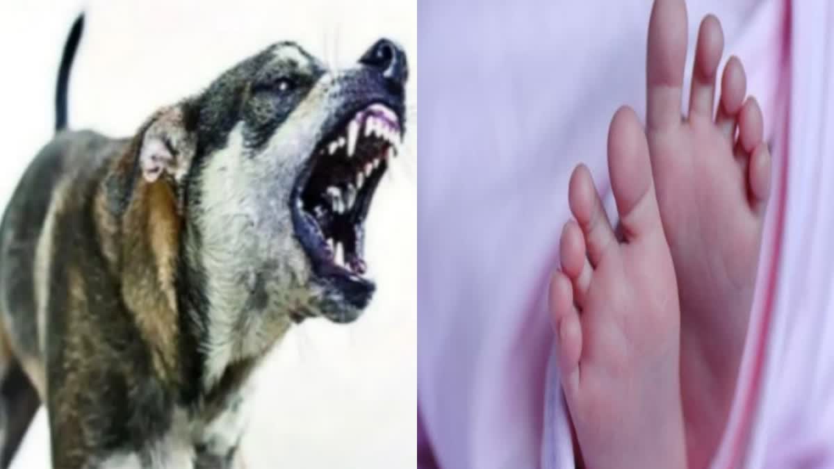 Boy Died in Dogs Attack at Hyderabad