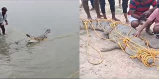 Crocodile Found in Sarala Sagar Reservoir