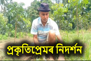 Plantation of teacher