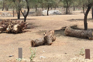Khejri trees are being cut
