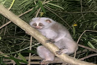 SLOW LORIS RESCUE IN PANIKHAITI