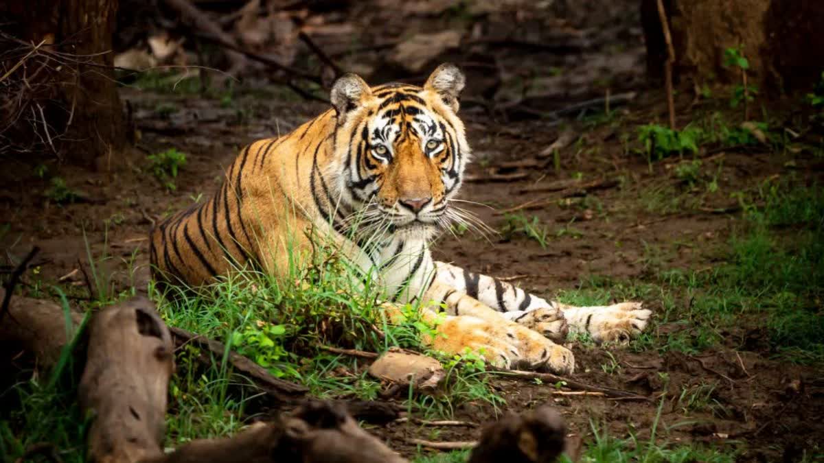 kanha national park tigers