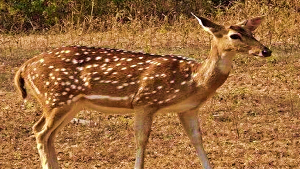 kanha tiger reserve vegeteria animals