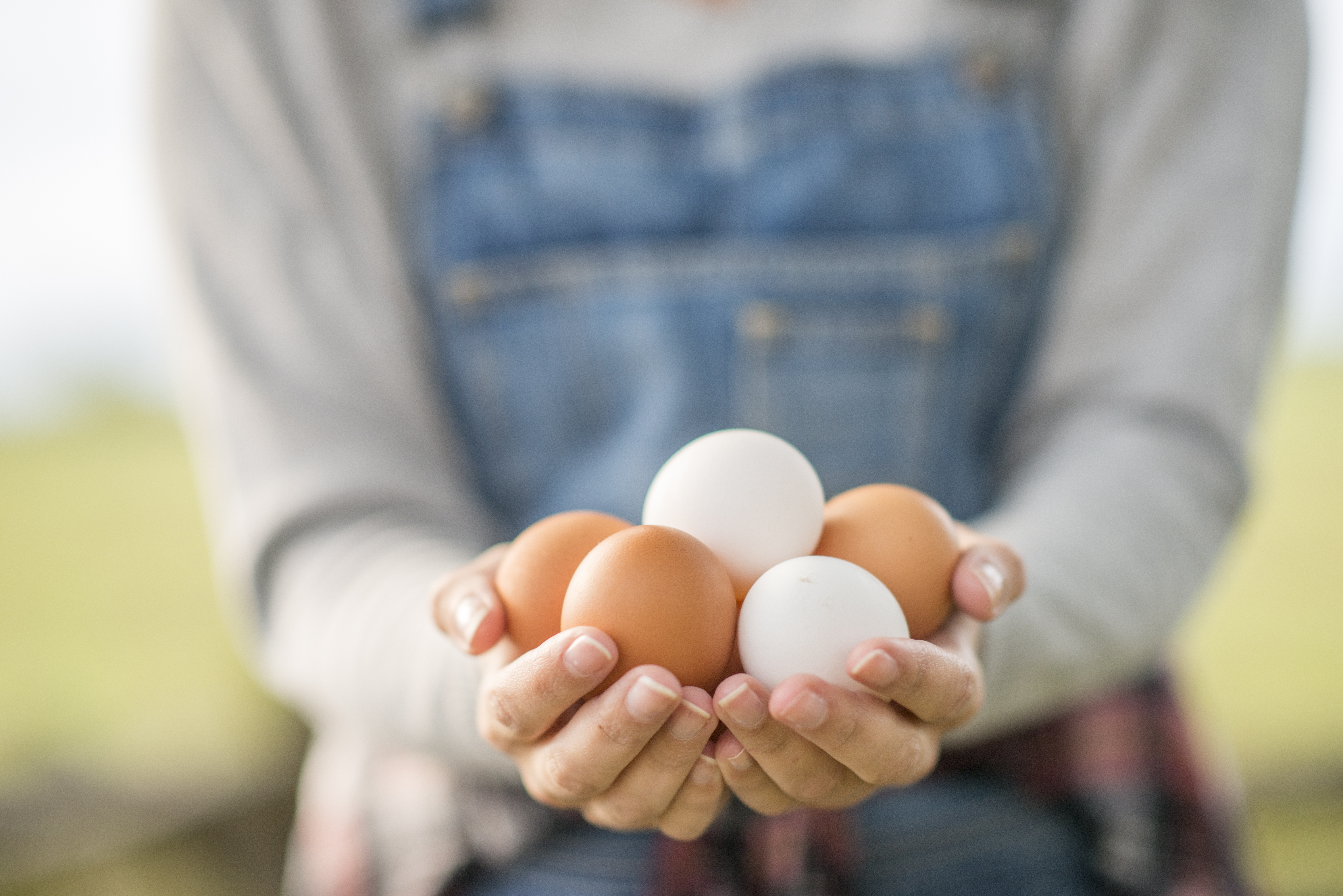 Eggs
