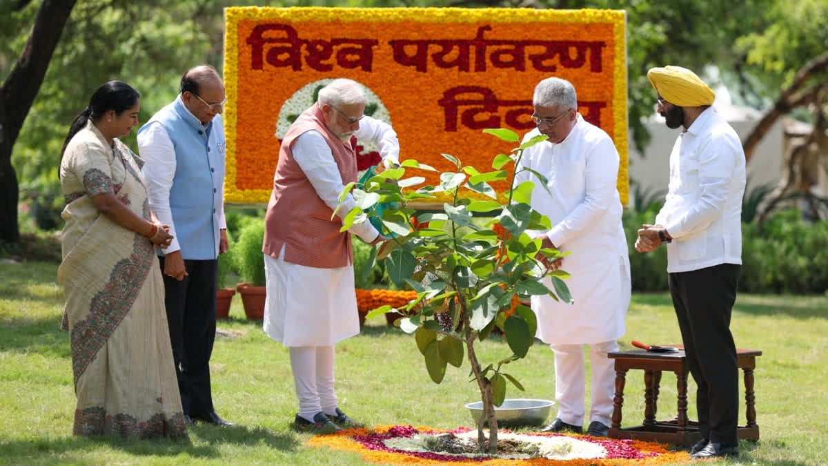 WORLD ENVIRONMENT DAY SINDOOR PLANT PLANTED PM MODI SINDOOR TREE