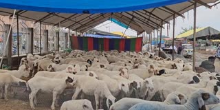 کشمیر کی مویشی منڈیوں میں گہما گہمی