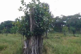 झालाना-आमागढ़ ने पेश की मिसाल