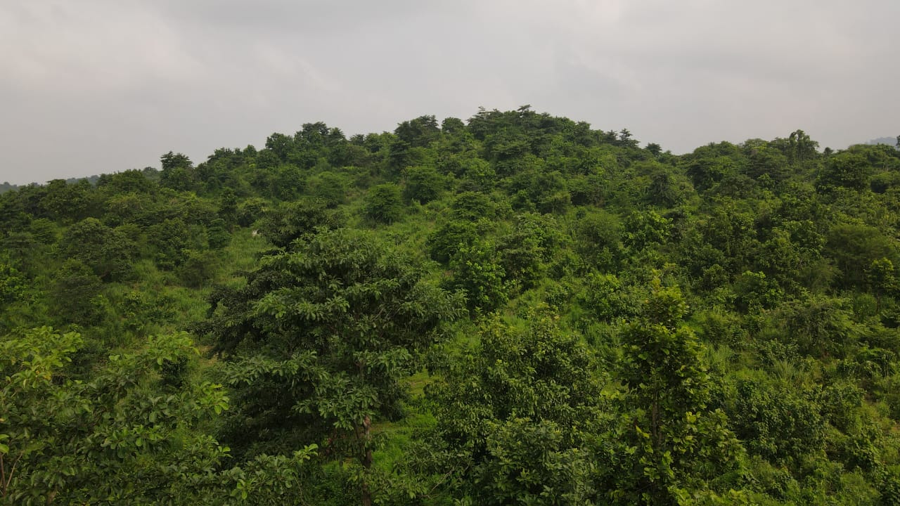 Hati Bondhu