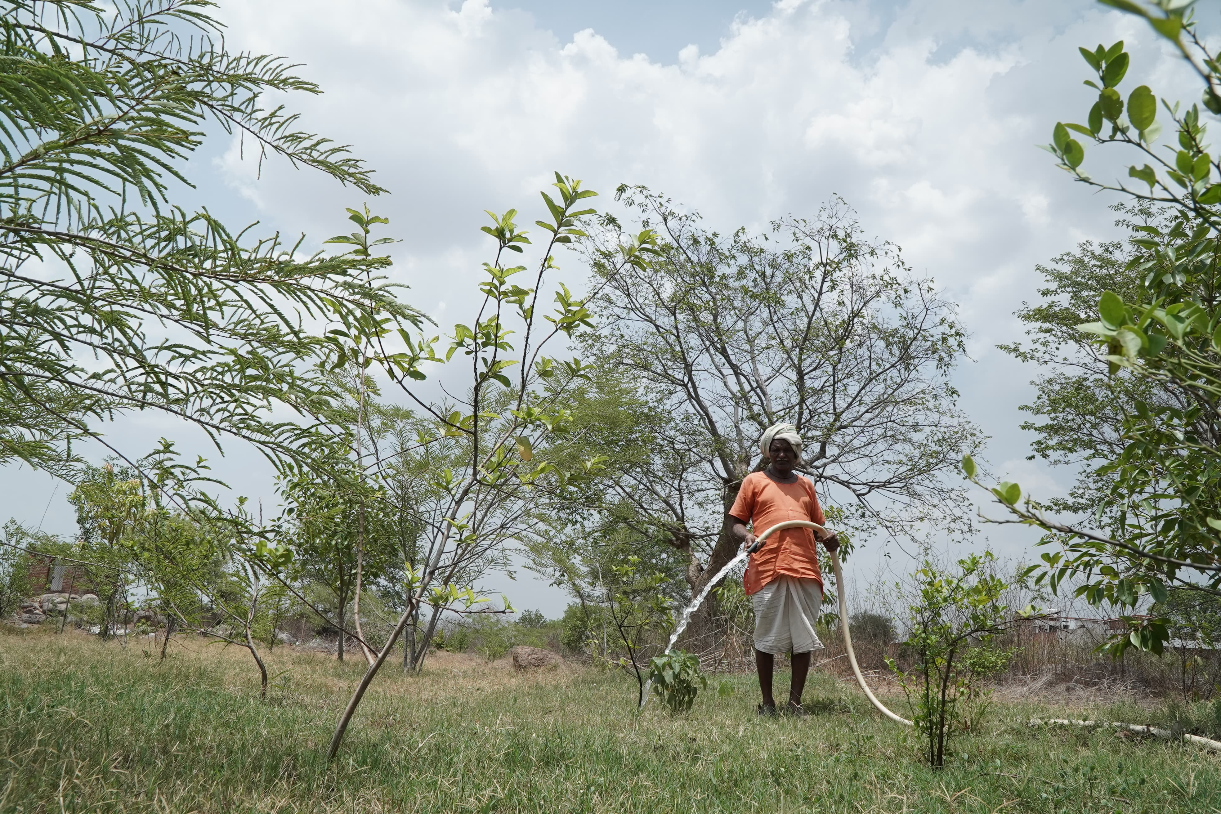 Planting trees on environment day