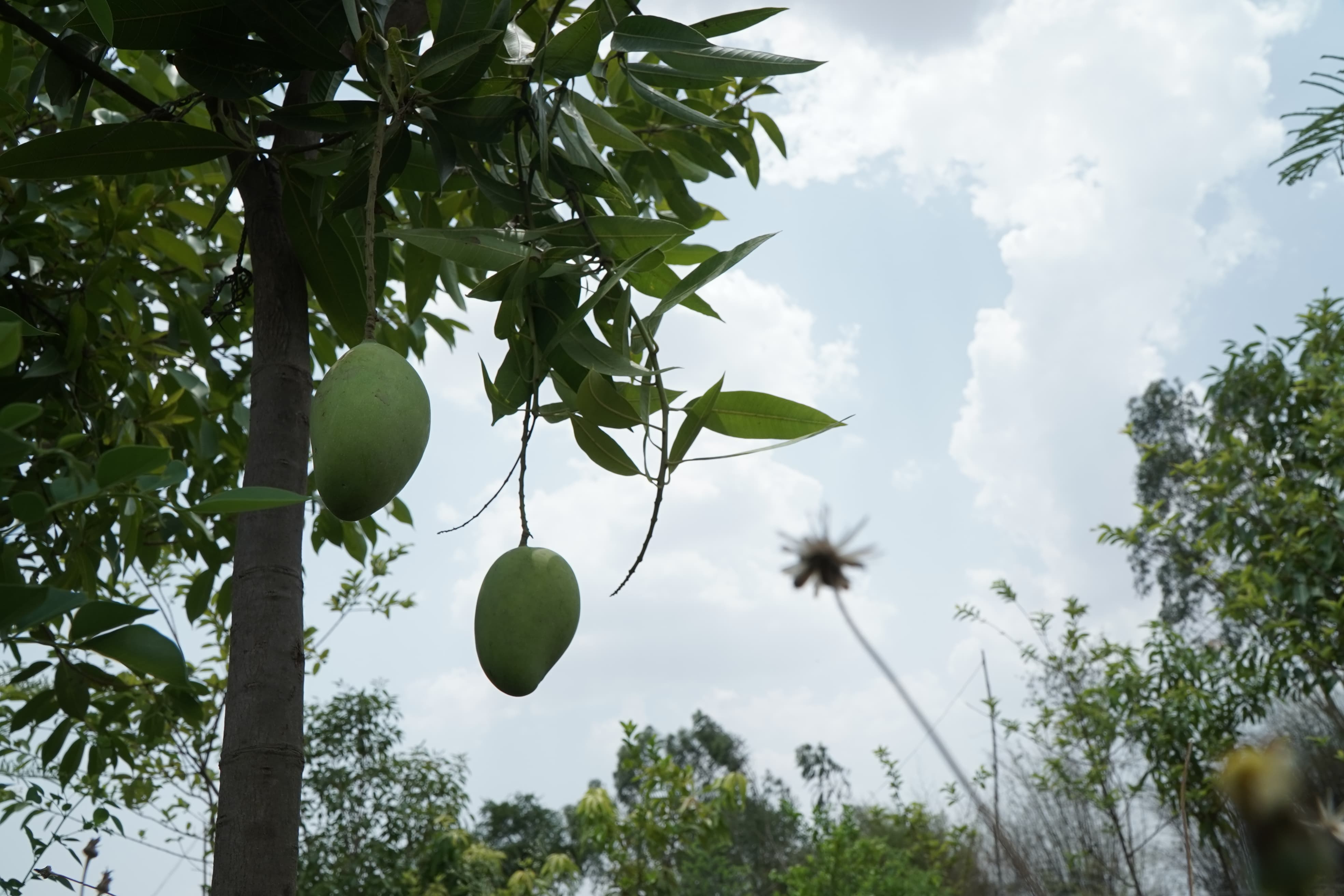 Fruit forest is making women self reliant