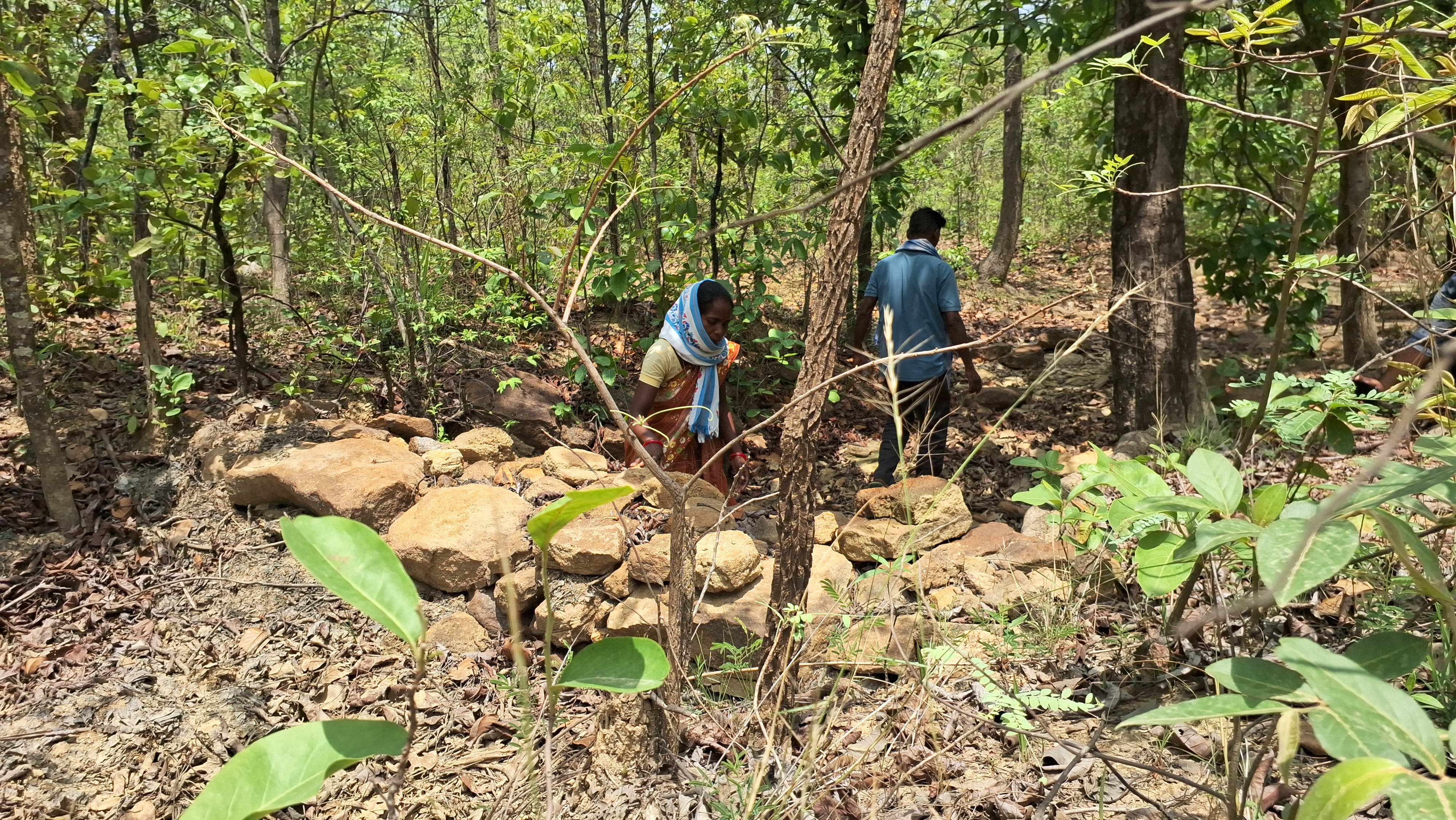 Jharkhand’s Green Saviour Mary Surin Who Quenches A Forest’s Thirst Creating Patthar Dam