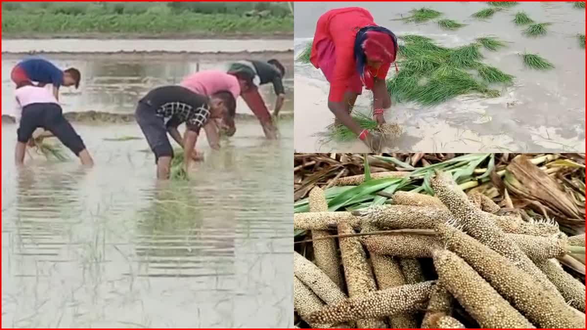 Rain beneficial for farmers in bhiwani