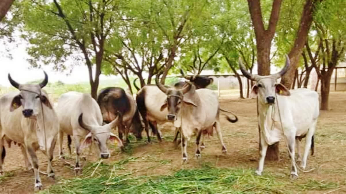 Cow Hostel in Madhya Pradesh ETV BHARAT