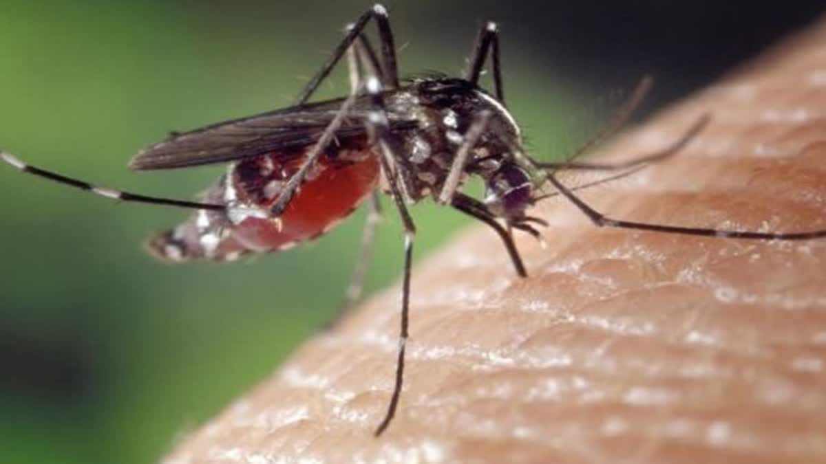 dengue fever  dengue fever cases kerala  kerala dengue fever  kerala  kerala latest news  fever  dengue fever death  ഡെങ്കിപ്പനി  ഡെങ്കിപ്പനി കേസുകള്‍  ഡെങ്കിപ്പനി കേരള  ഡെങ്കിപ്പനി കേരളം  ഡെങ്കിപ്പനി മരണം  ആരോഗ്യം  കേരളം  ഇന്നത്തെ വാര്‍ത്ത  പുതിയ വാര്‍ത്ത