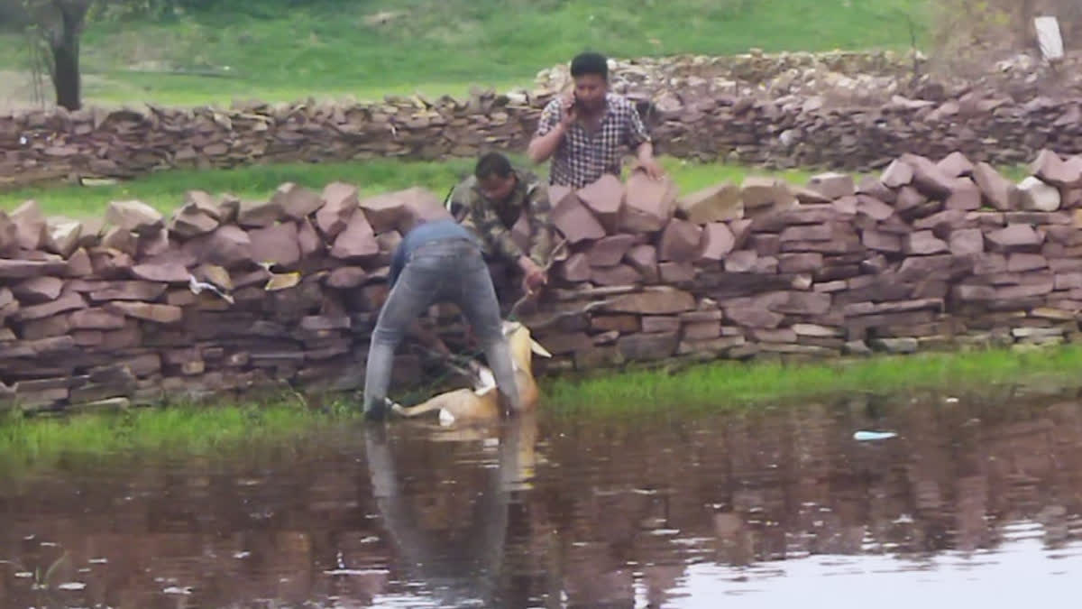 forest guards rescued deer stuck in swamp