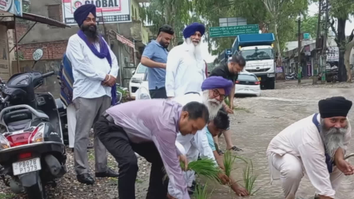 Shiromani Akali Dal planted paddy on Garhshankar Nangal Road in Hoshiarpur