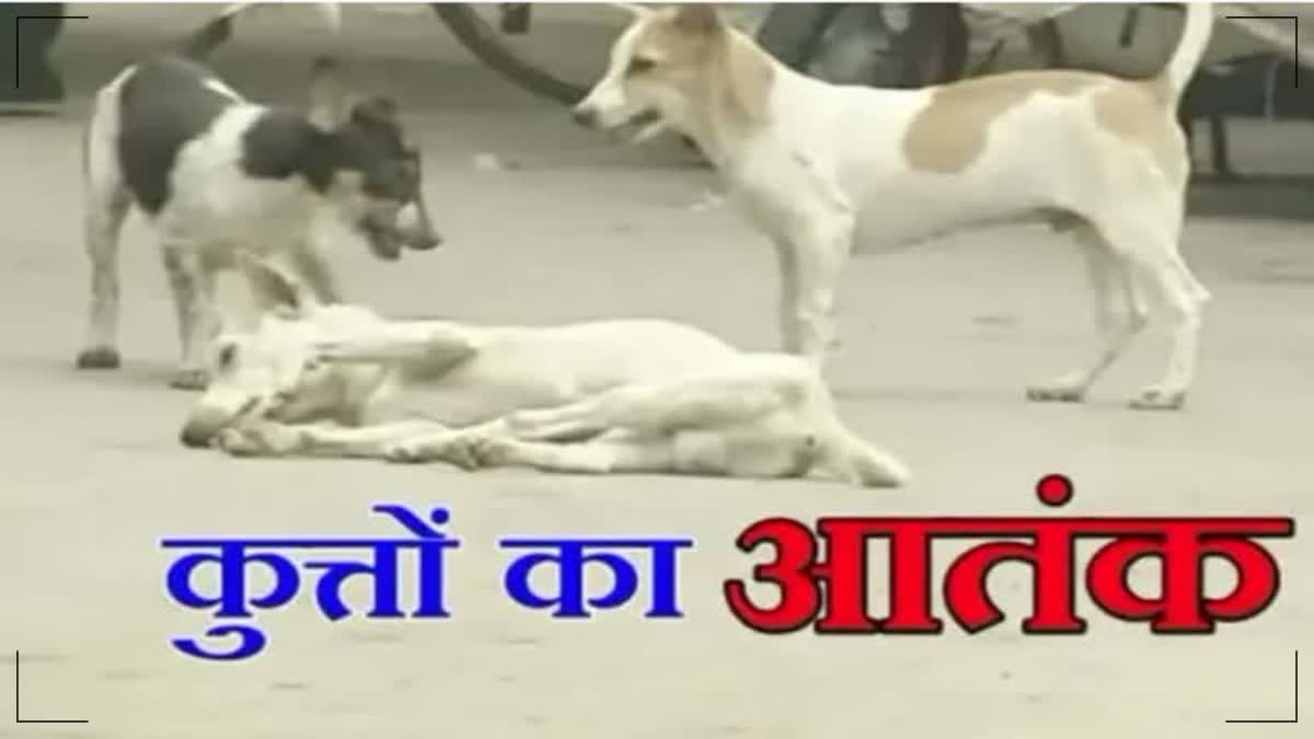 Street Dog Menace in Jaipur