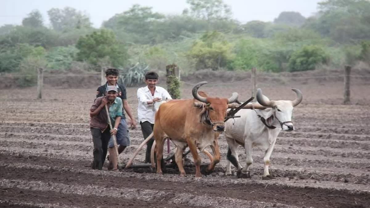 Kharif Crops 2023 : અમદાવાદ જિલ્લાના 9 તાલુકાઓમાં ખરીફ પાકોનું 40,232 હેક્ટરમાં બમ્પર વાવેતર