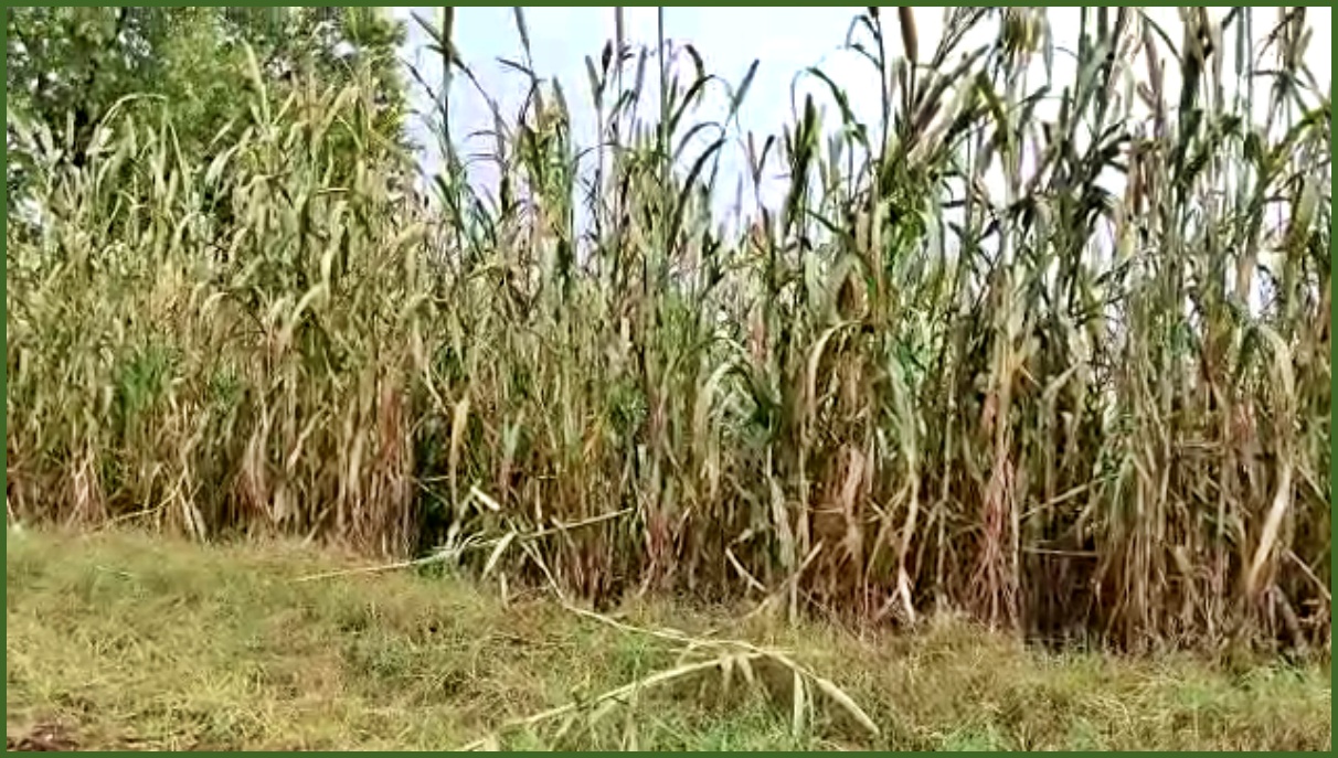 Rain beneficial for farmers in bhiwani