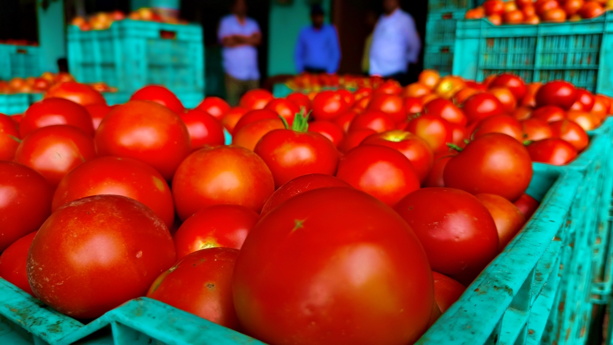 Tomato Price Drop in Solan Sabji Mandi.