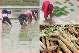 Rain beneficial for farmers in bhiwani