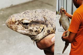 Surat monitor lizard: એપાર્ટમેન્ટમાં 3.5 ફુટની મોનિટર લિઝાર્ડને જોઈ લોકોનો જીવ અધ્ધર