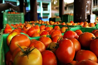 Tomato Price Drop in Solan Sabji Mandi.