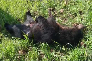 Female Bear Died