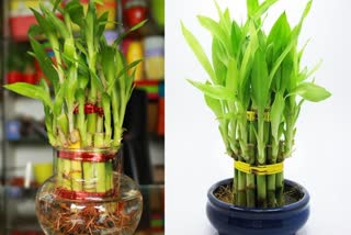 Bamboo plant