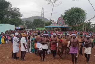 dindugal-kodairoad-festival-maadu-malaaithandum-differentfestival