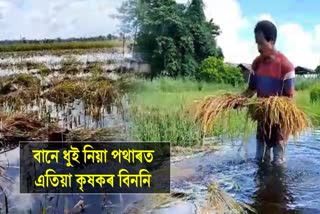 flood ridden farmers misery after crops submerged in water