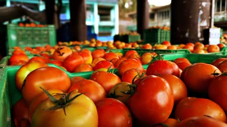 Tomato Price Drop in Solan Sabji Mandi.