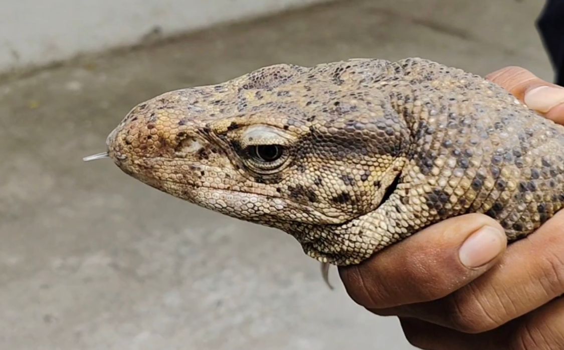 Surat monitor lizard: એપાર્ટમેન્ટમાં 3.5 ફુટની મોનિટર લિઝાર્ડને જોઈ લોકોનો જીવ અધ્ધર