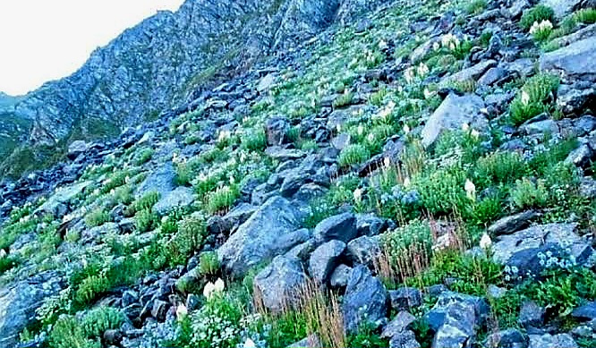 Uttarakhand Herbs Production