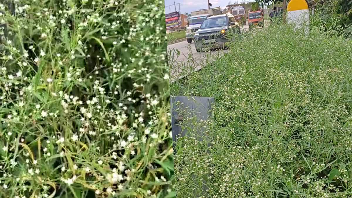 terrible spread of the poisonous weed parthenium in NH 27 in Baksa district