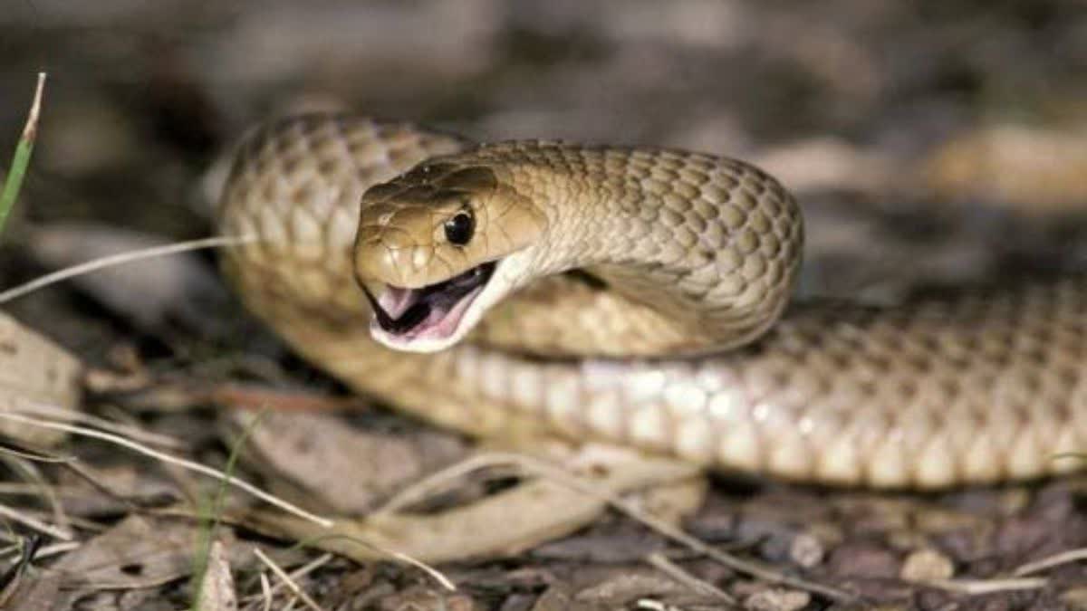 Snake biting cases