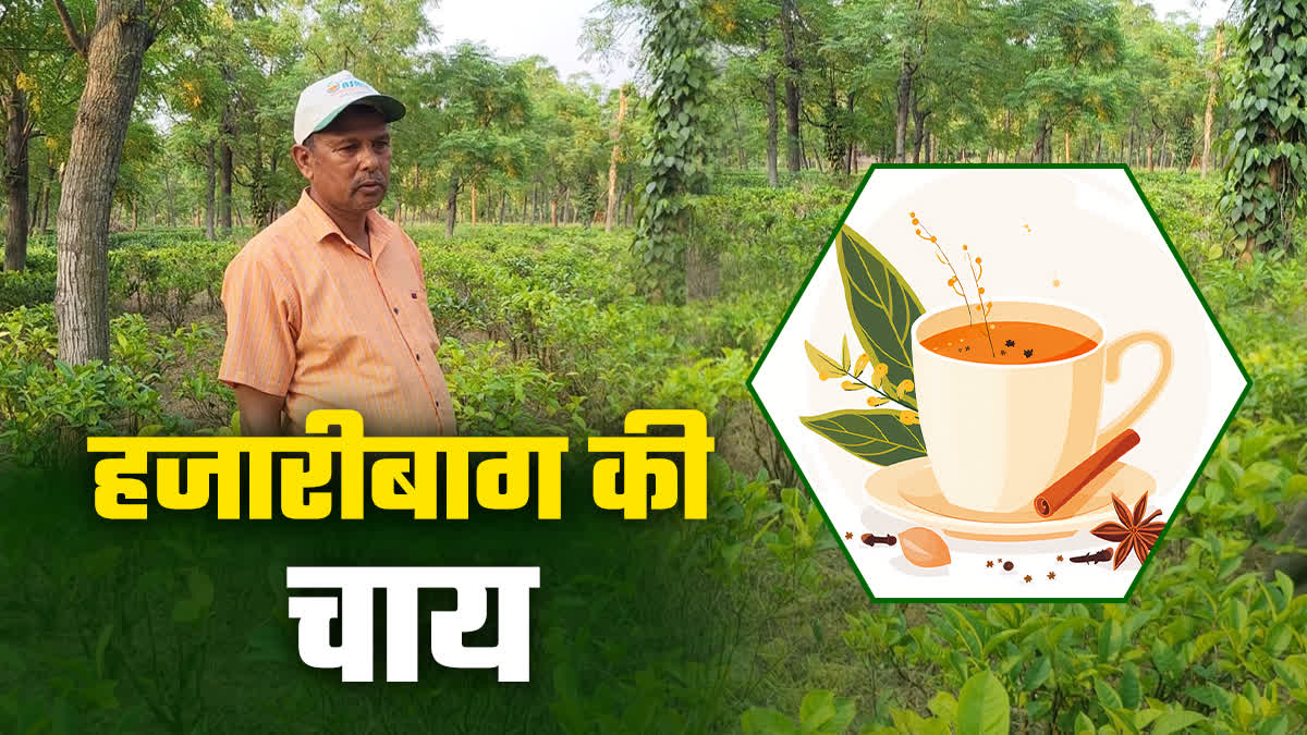 Tea farming in Hazaribag