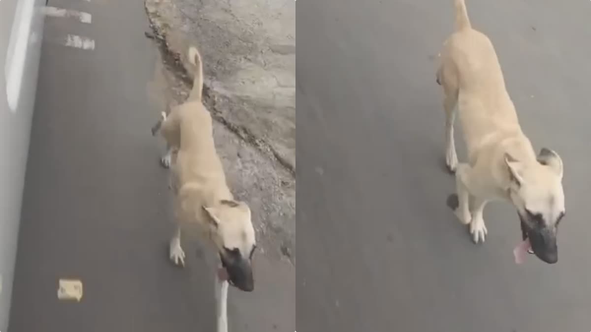 RAJGARH DOG ATTENDED FUNERAL