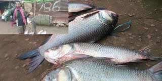 huge_fish_sale_at_onukudelli_weekly_market_in_paderu_district