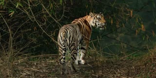Tiger reached near gypsy