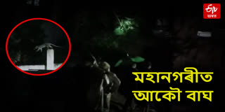 Tiger scare again in Bamunimaidam, free movement of tigers captured on CCTV cameras