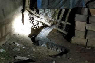 Shivpuri Crocodile in colony