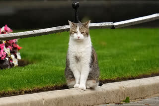 'Chief Mouser' Larry Has Seen Five UK Prime Ministers; Welcomes Sixth One