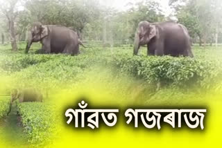 Elephant terror in Assam